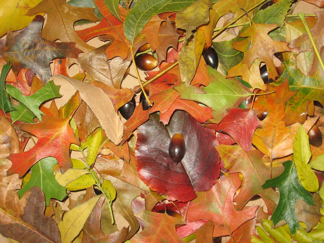 Many different kinds of colorful leaves with some acorns.