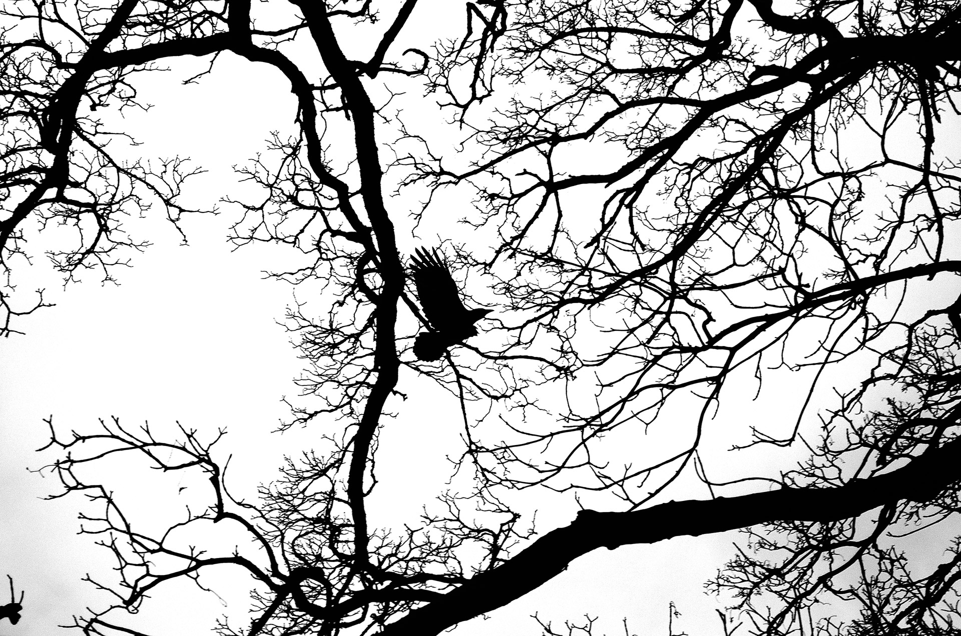 Flying Bird In The Branches