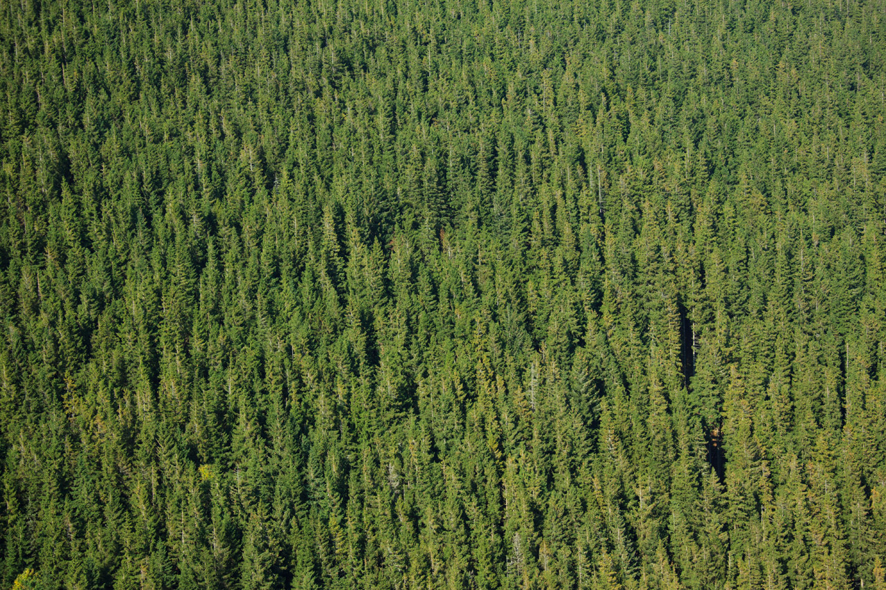 green forest pattern