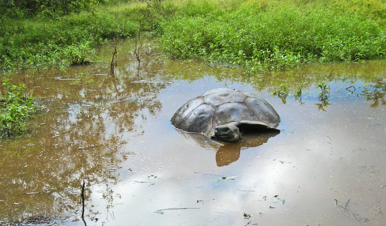 Giant Tortoise In Pond
