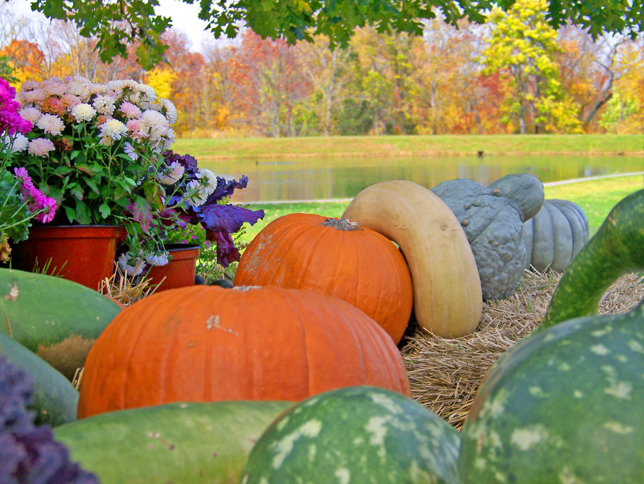 Gourds, Pumpkins In Front Of A Pond