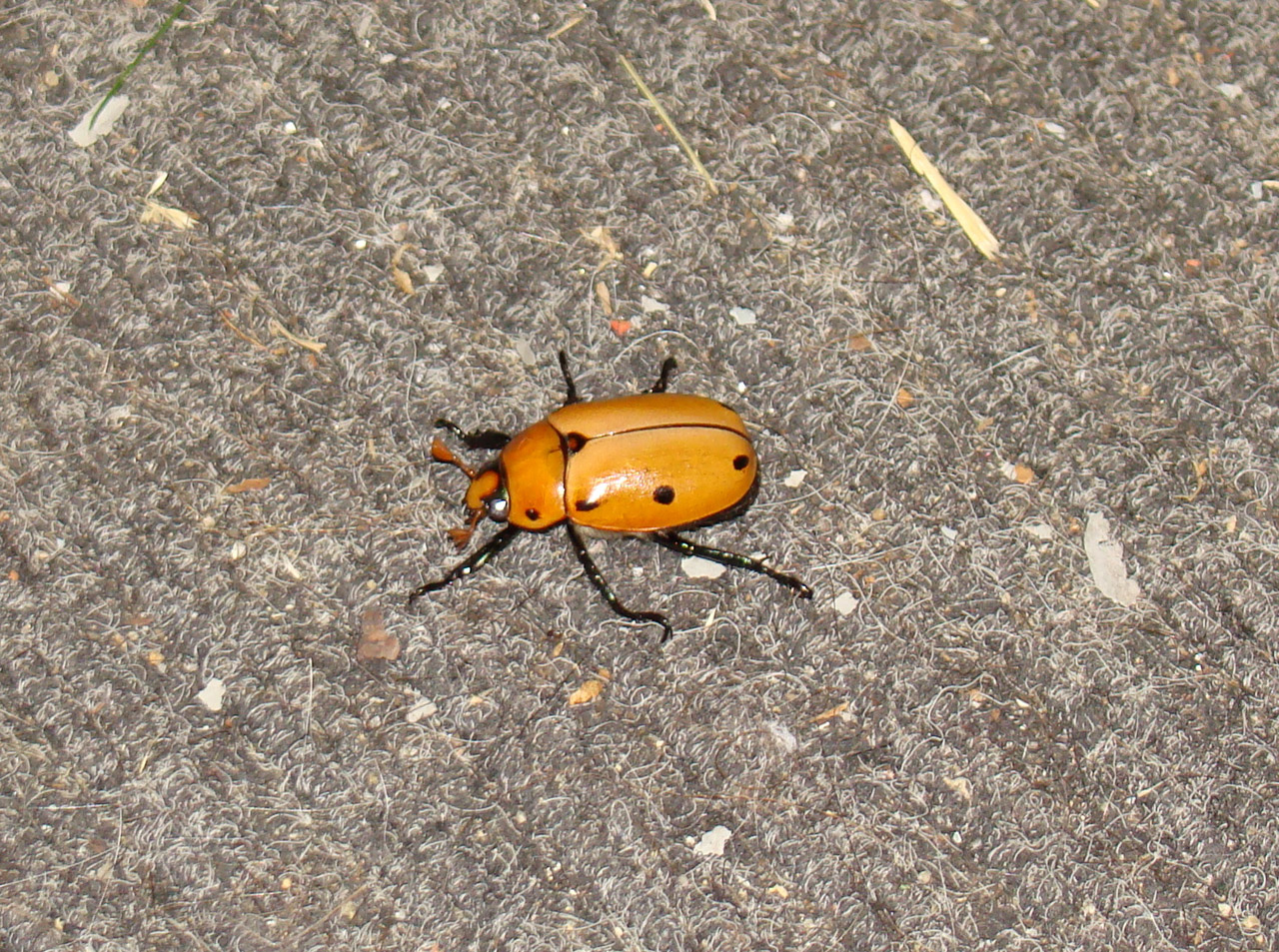 Grapevine Beetle Sideview