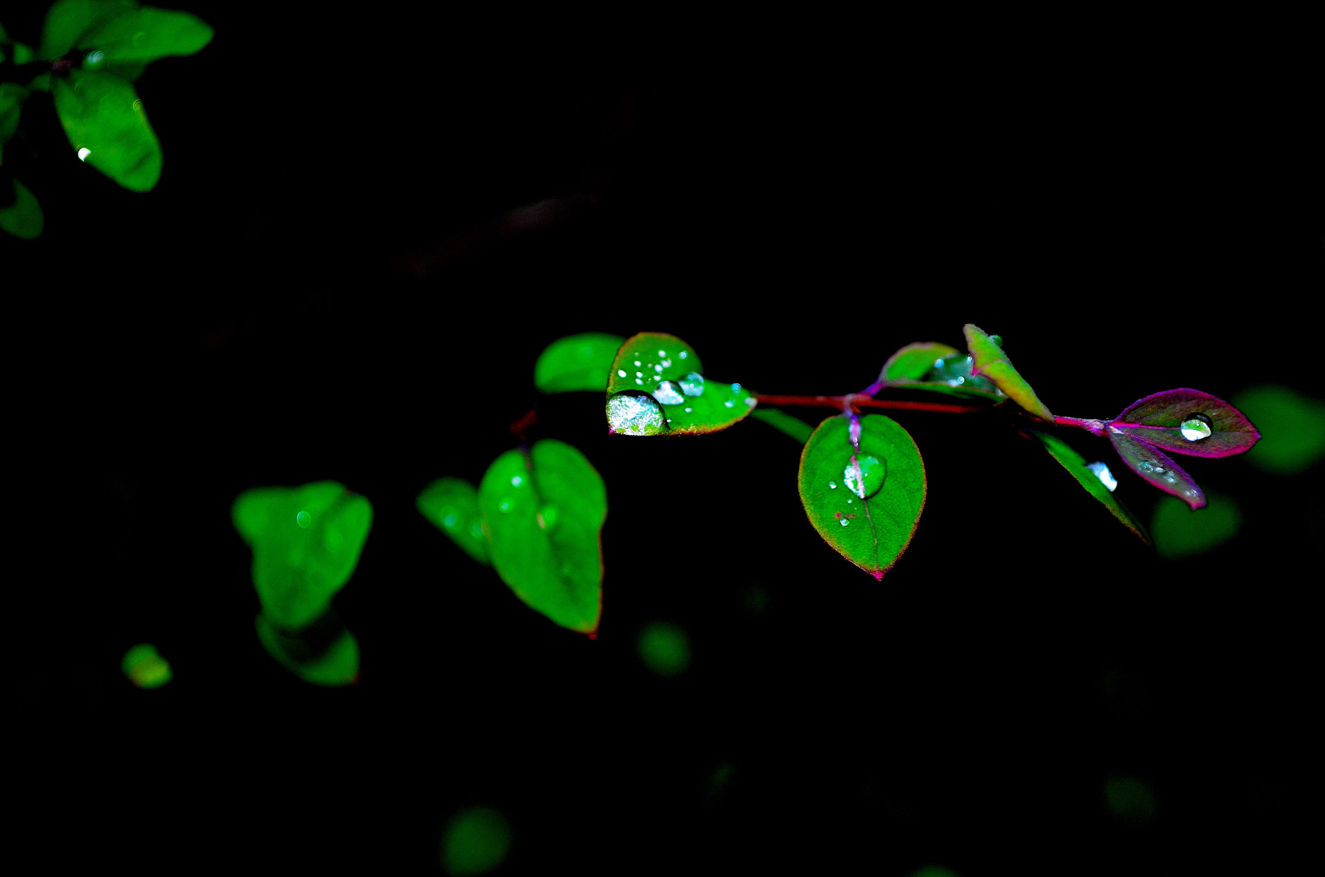 Green Leaves And Drops Of Water