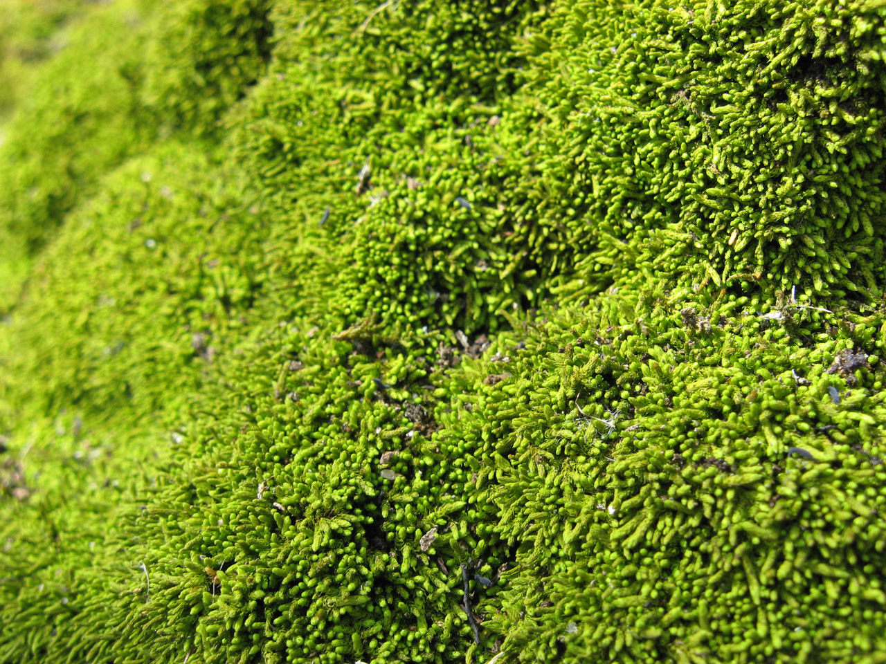Picture of green moss.