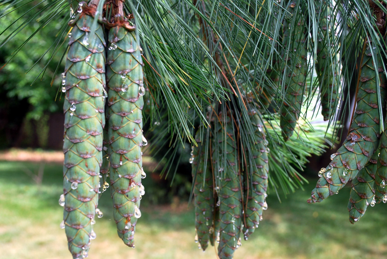 Green Pine Cones