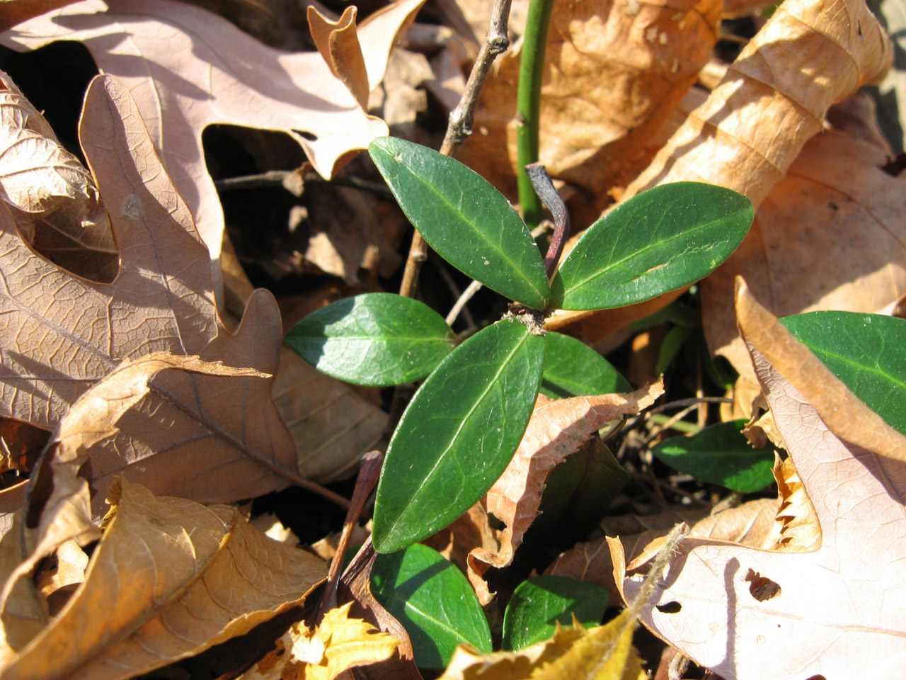 A small green plant in fall time.