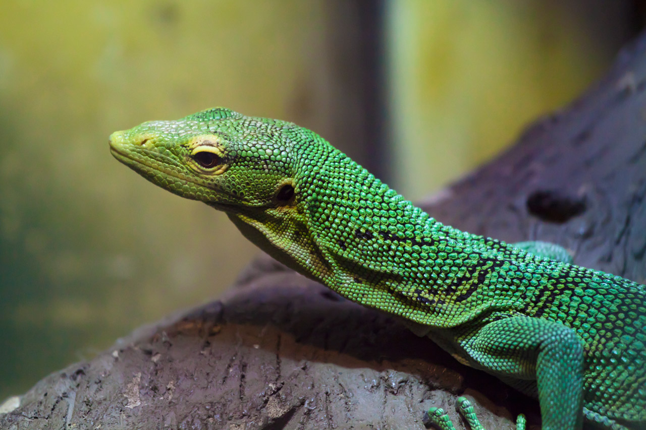 green lizard in the zoo