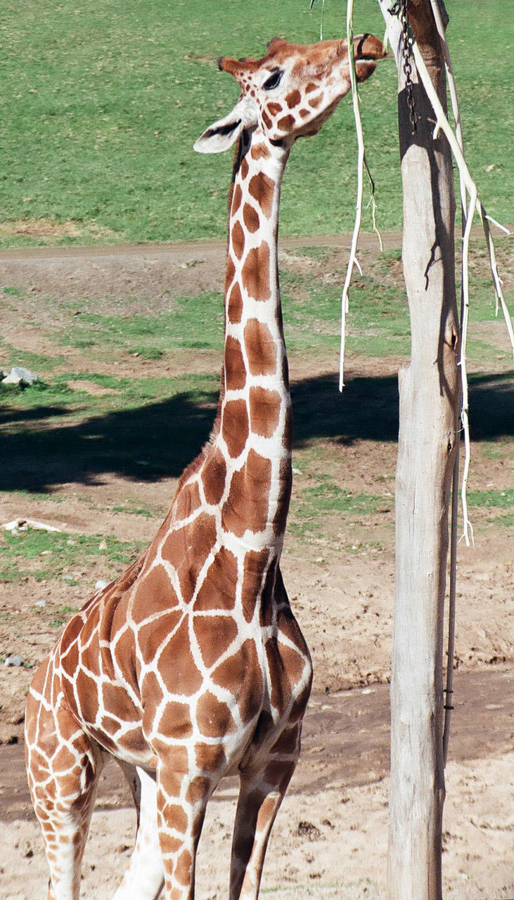 This is a female giraffe eating leaves off of a branch the zookeepers placed in a tree at the San Diego Zoo Safari Park.  If you look above the right front leg, her natural hair coloration pattern is in the shape of a six petal flower.