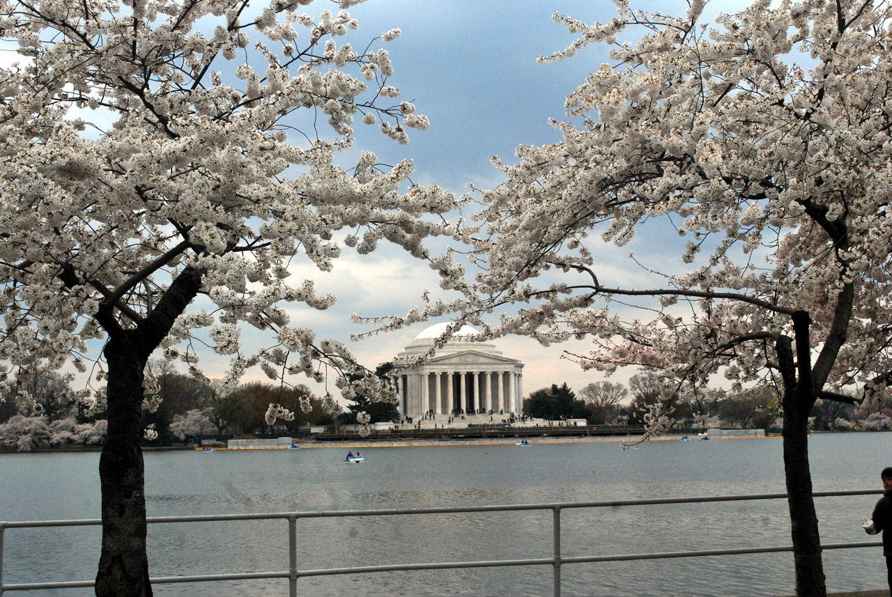 looking at the Jefferson Memorial through the cherry blossoms