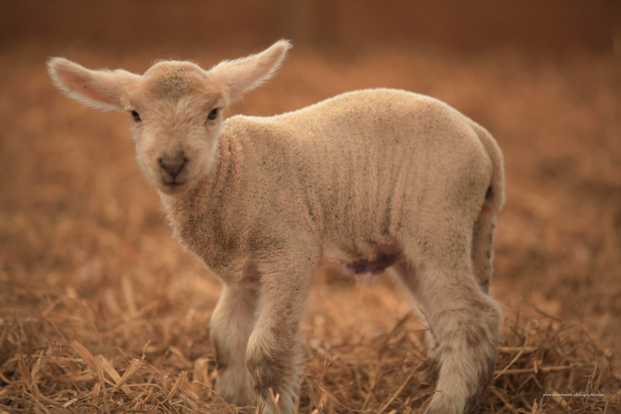 Lamb Looking Into Camera