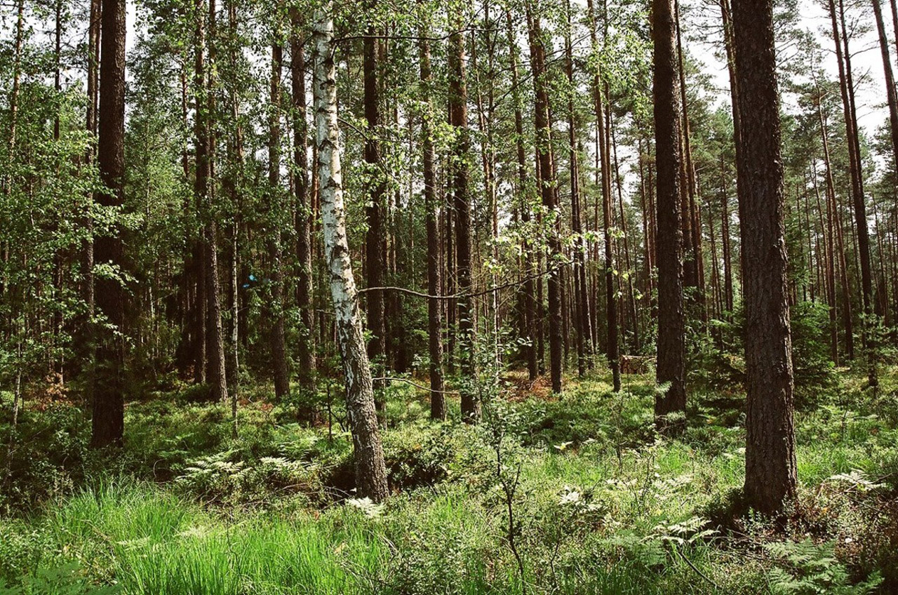 Beech Forest / Bilgoraj