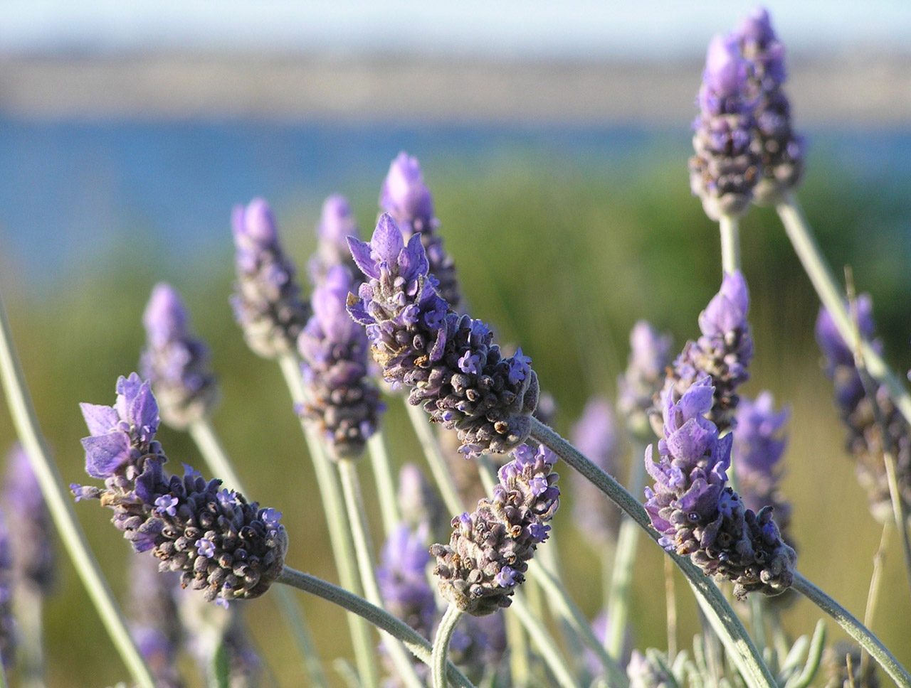Lavender Close-up