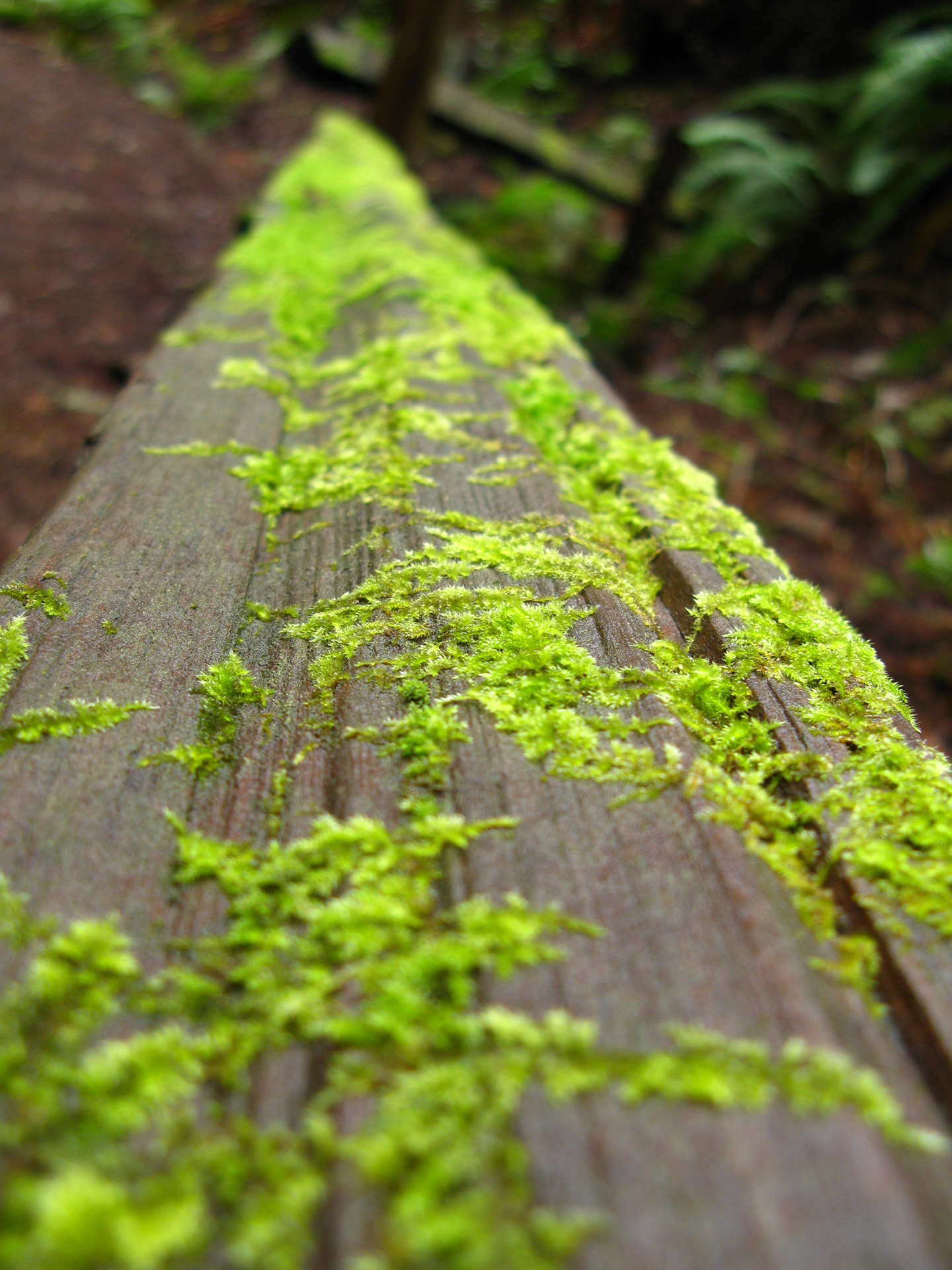 Log with Green Moss from Muir Woods