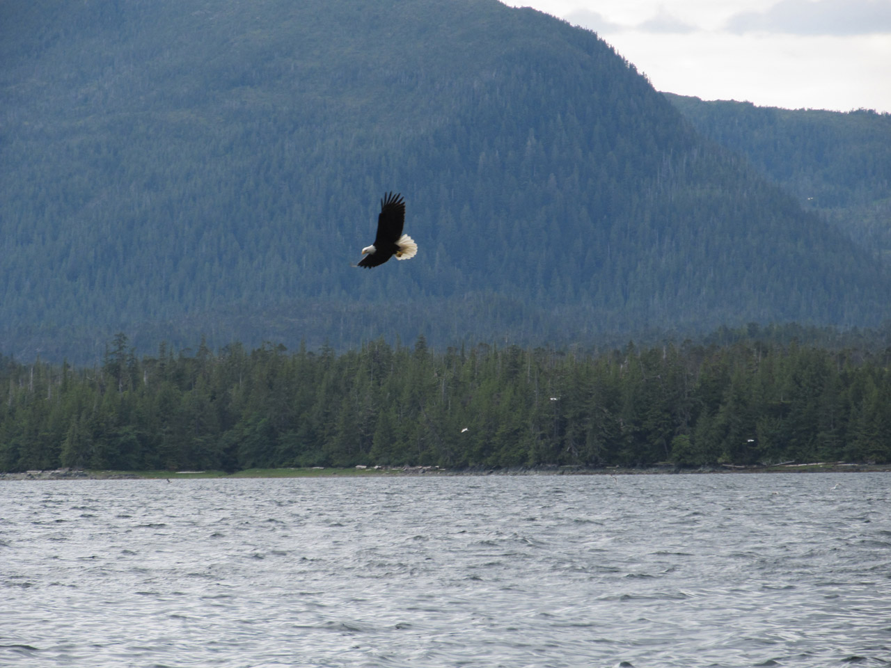 A lone eagle with wings spread; could be cropped for a banner
