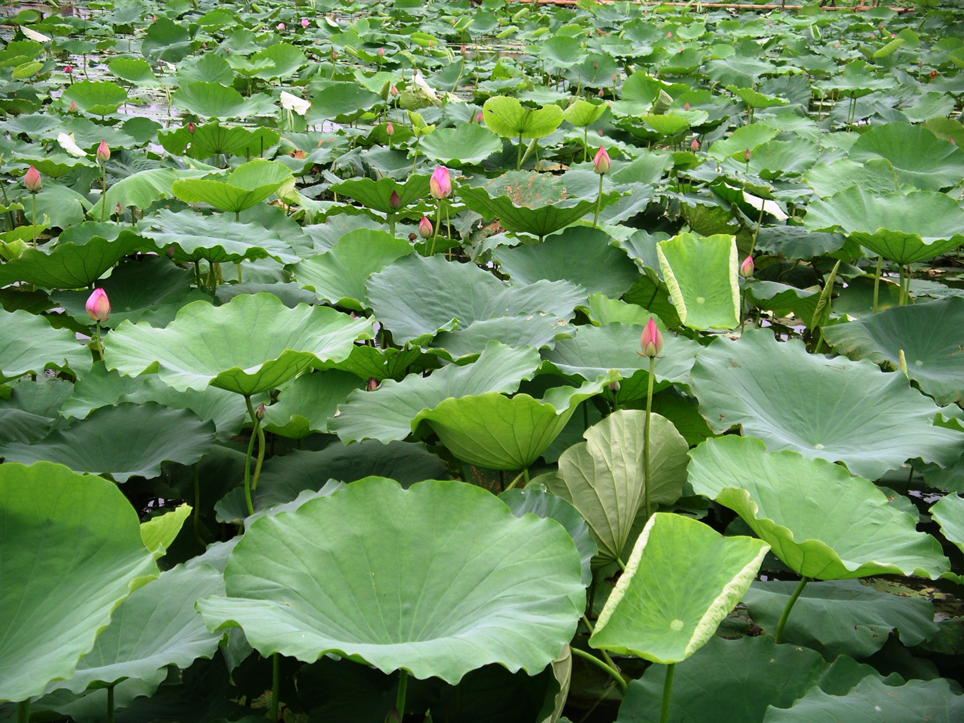 Lotus Field Free Stock Photo - Public Domain Pictures