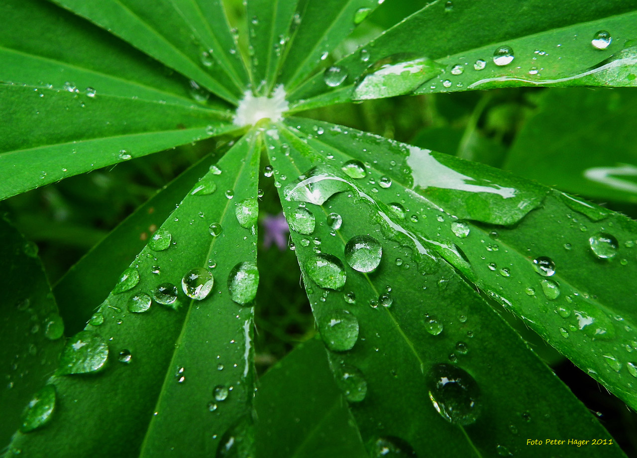 lupine leaves with raindrops