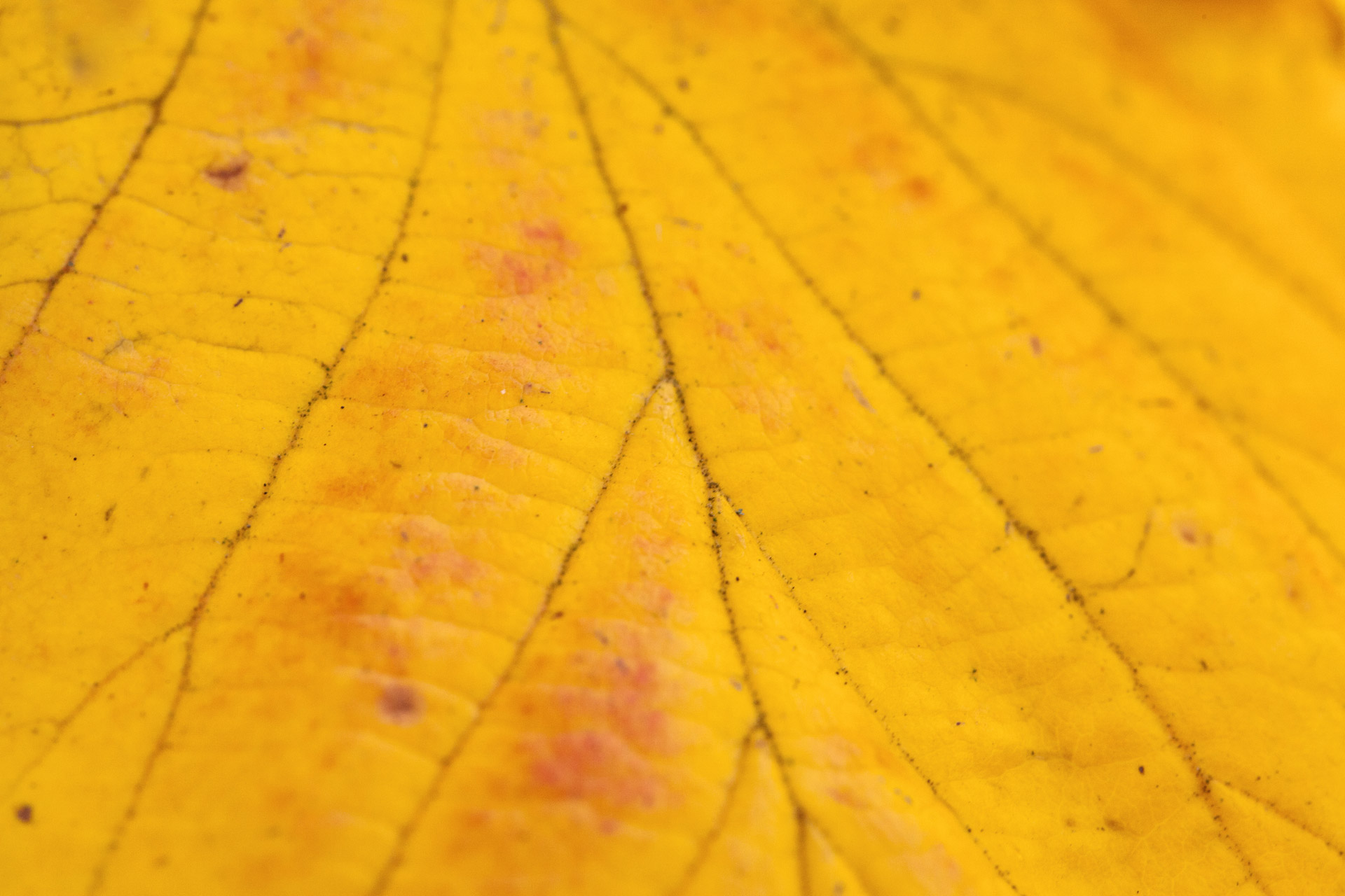 Macro Of An Yellow Leaf