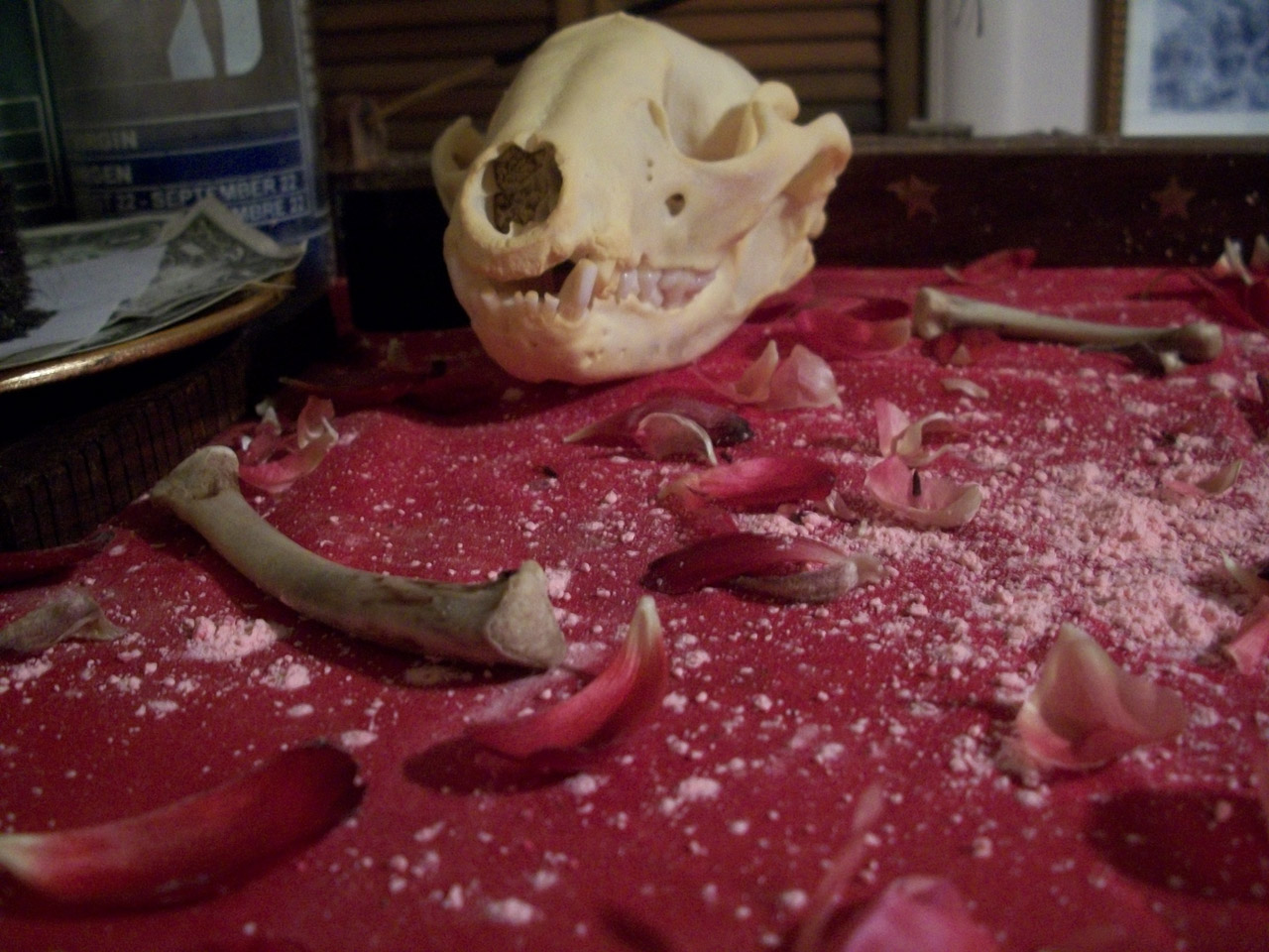 Skull, flowers and powder on an altar