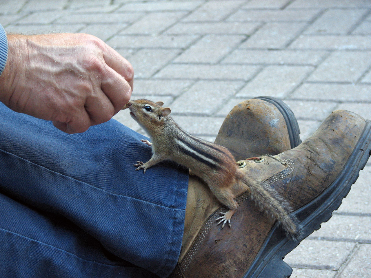 Chipmunk Taking Peanut From Hand