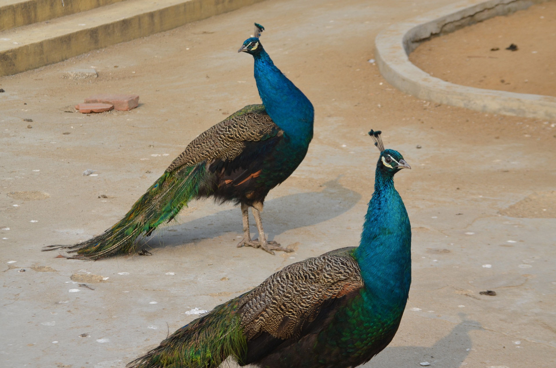 two male peacocks