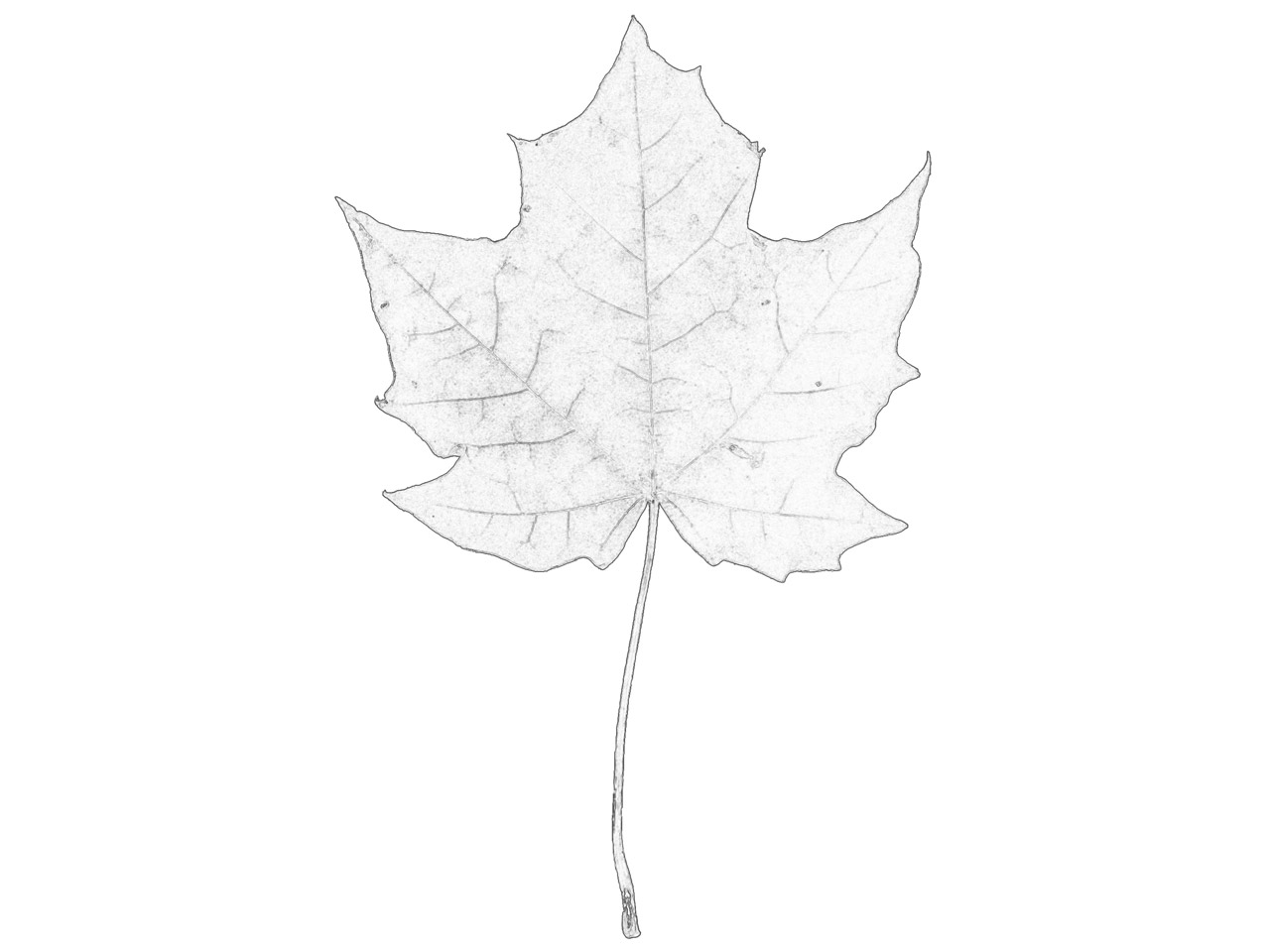 Maple Leaf Digital Sketch