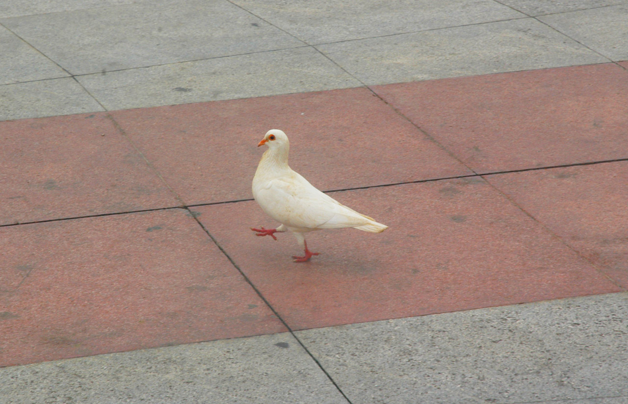 Marching Chinese Pigeon