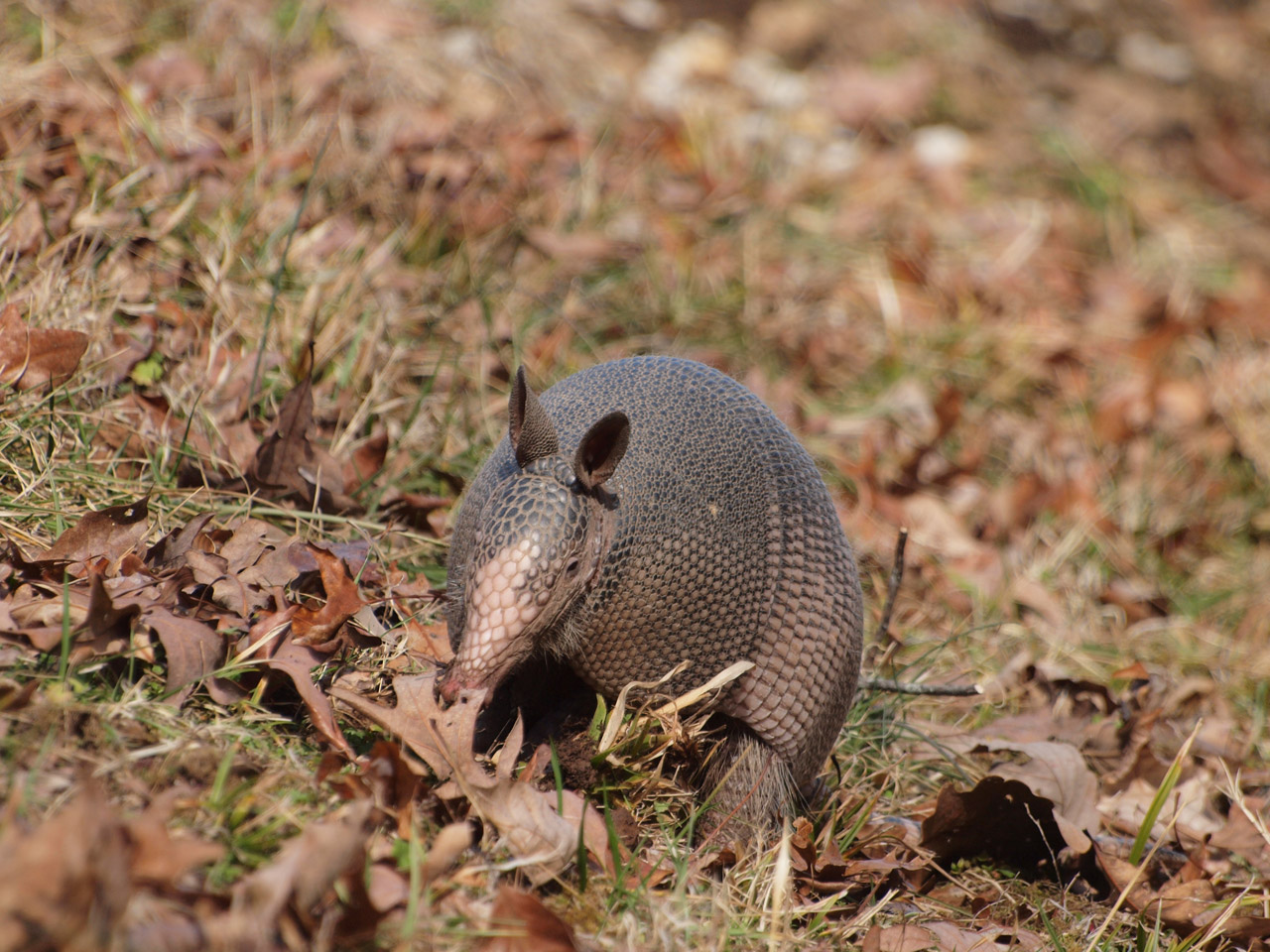 Armadillo eating along the Natchez Trace Parkway