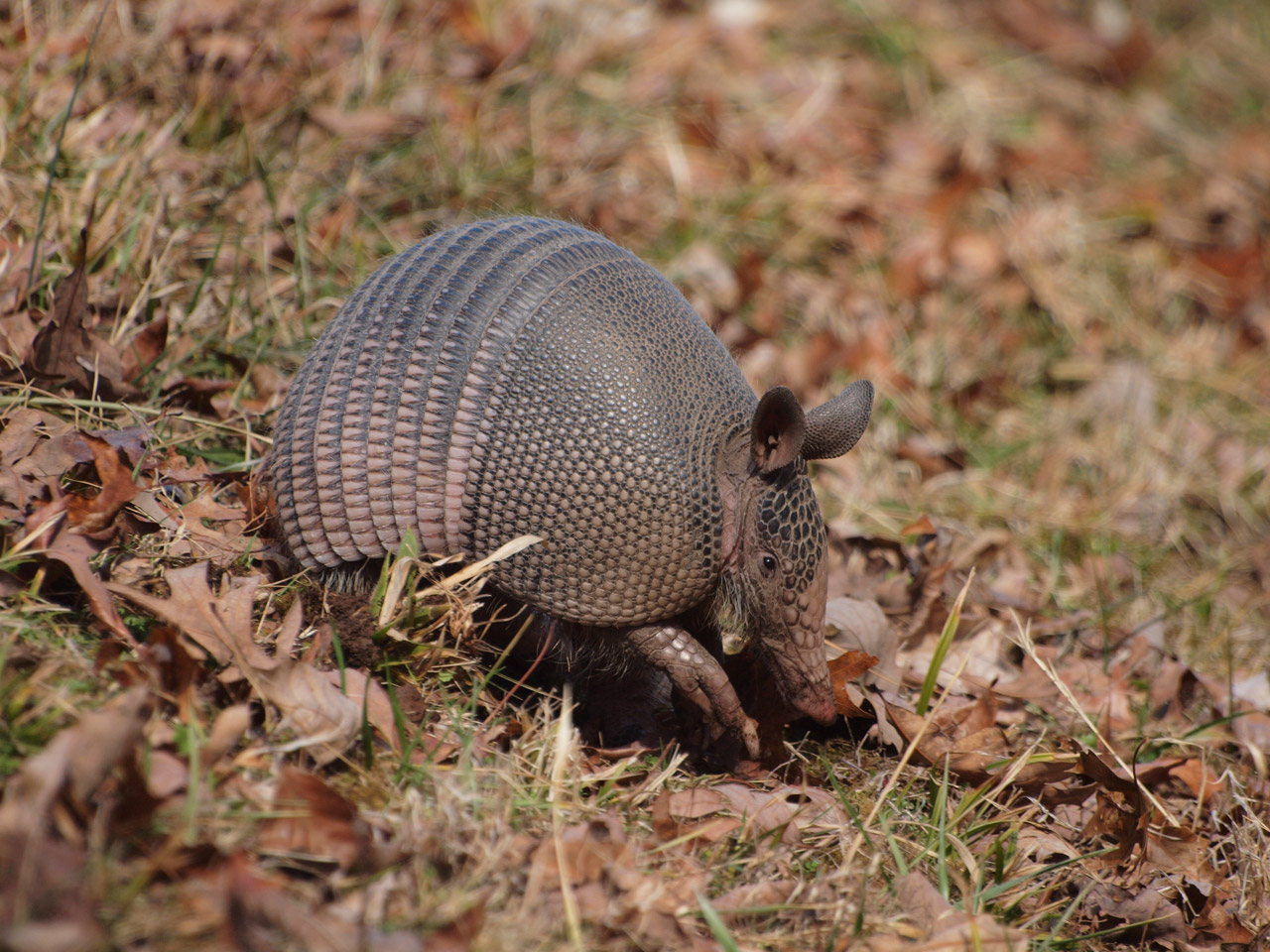 Armadillo eating along the Natchez Trace Parkway