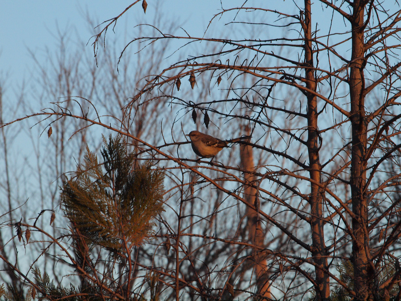 A Northern Mockingbird in a bush