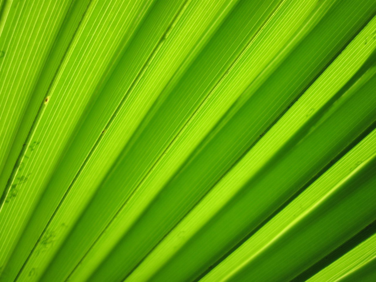 Palm Leaf Detail