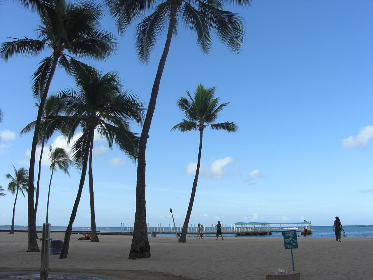 Palm trees and beach in the morning
