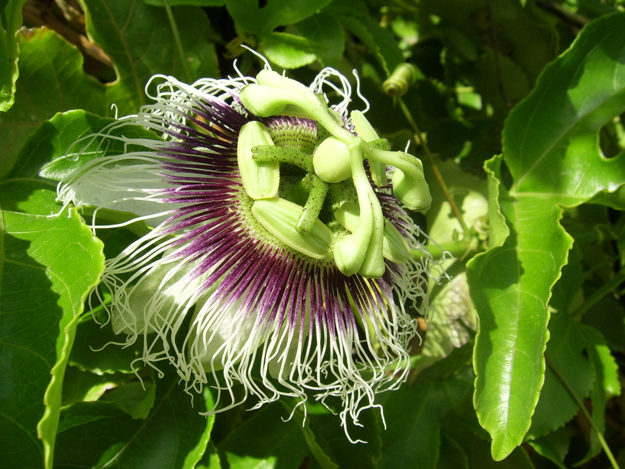 Passionfruit Flower