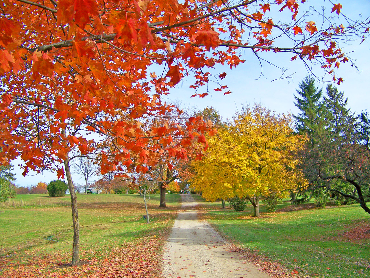 A path through autumn trees