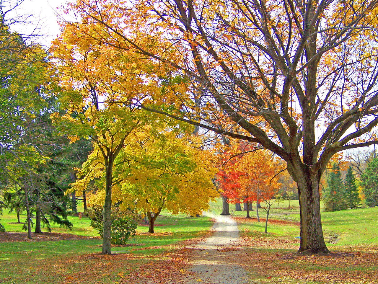 A path through autumn trees