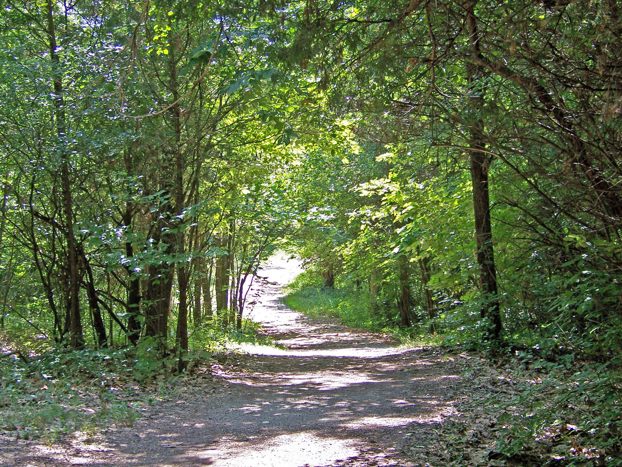 A path leading into the woods