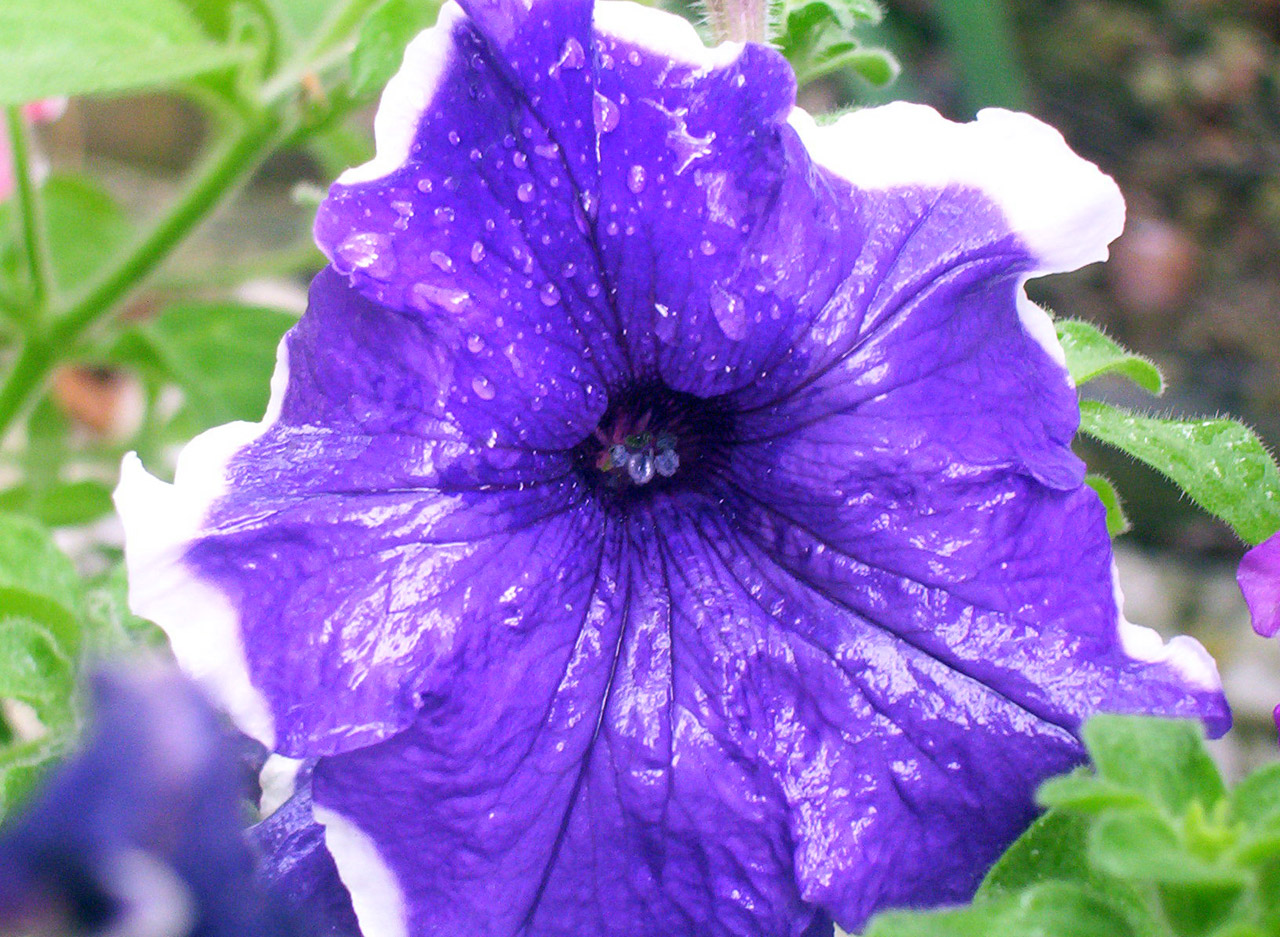 Purple and white petunia after rain