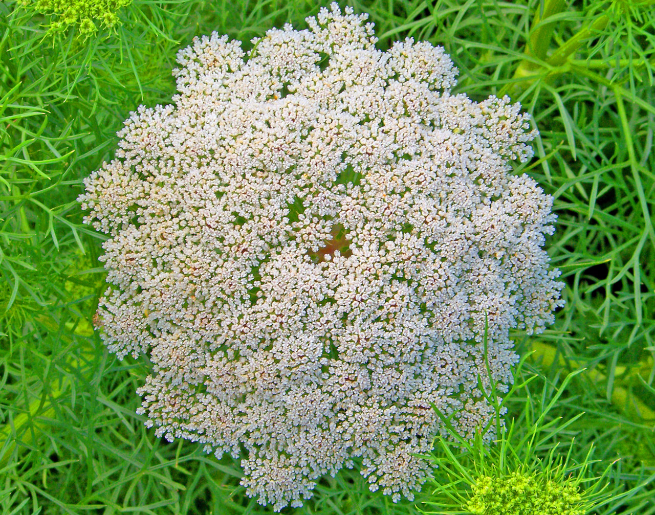 Queen Anne's lace weed