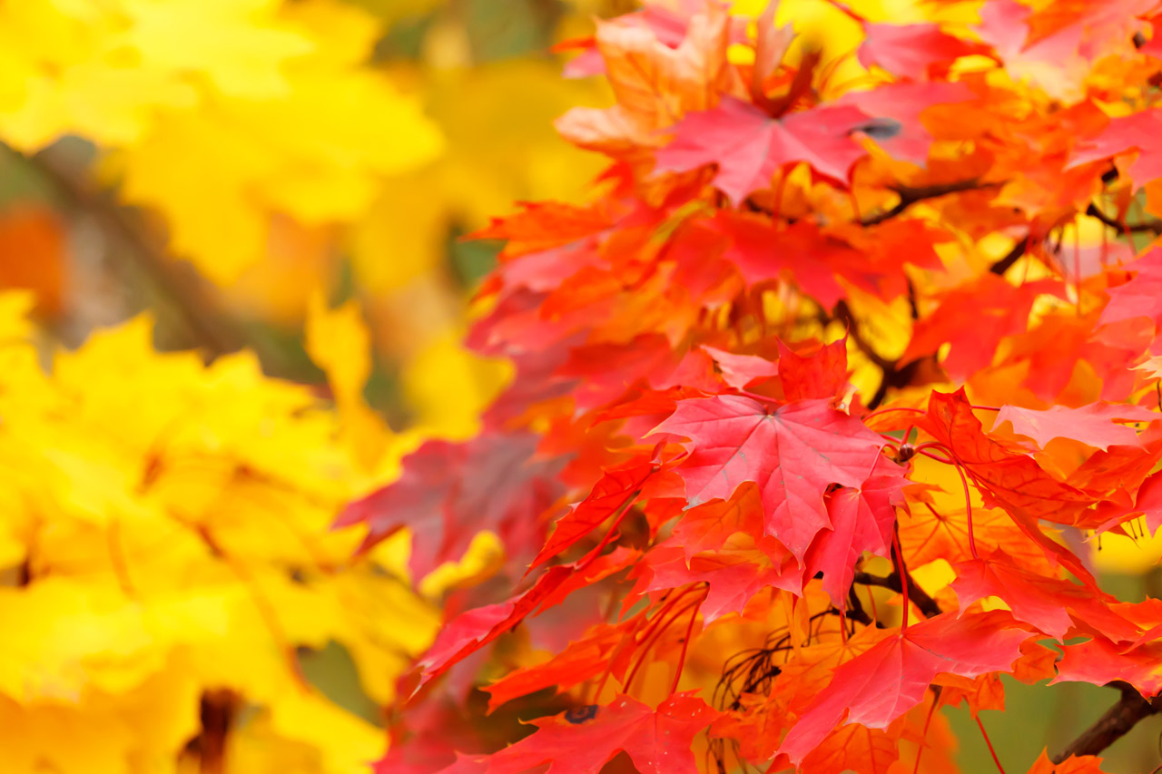 red and yellow autumn leaves background image