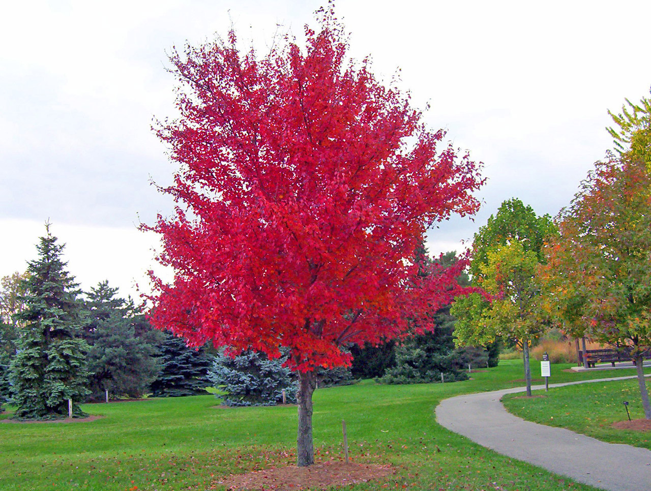 Red maple tree in park