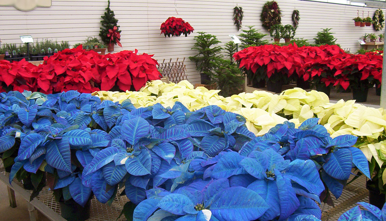 Red, white, and blue poinsettias at a nursery
