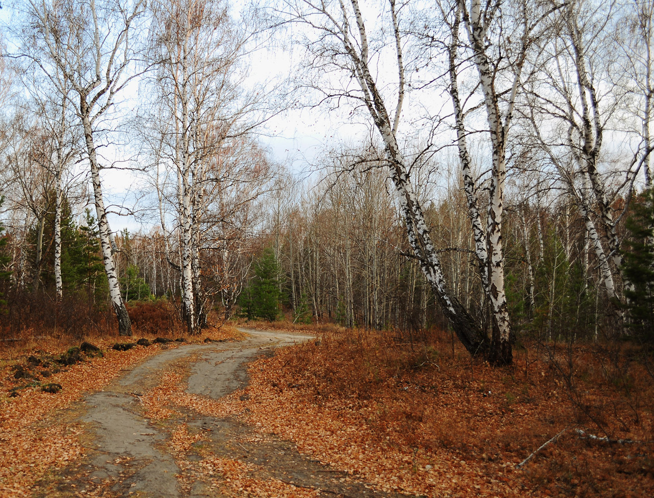 The road in the forest runs between birch. Siberia. Autumn.