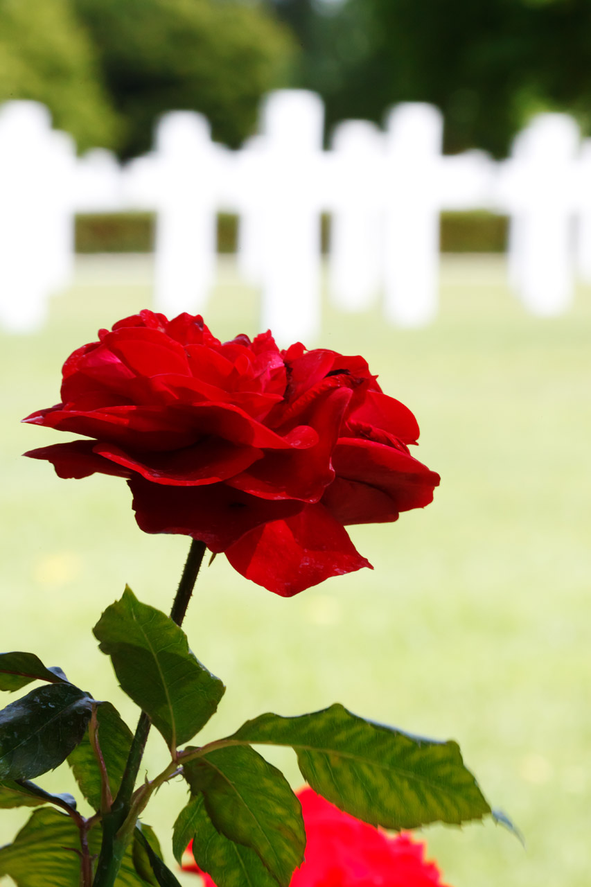 red rose at war memorial with blurred crosses in the background