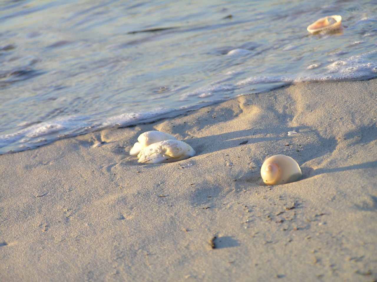 Sand & Shells