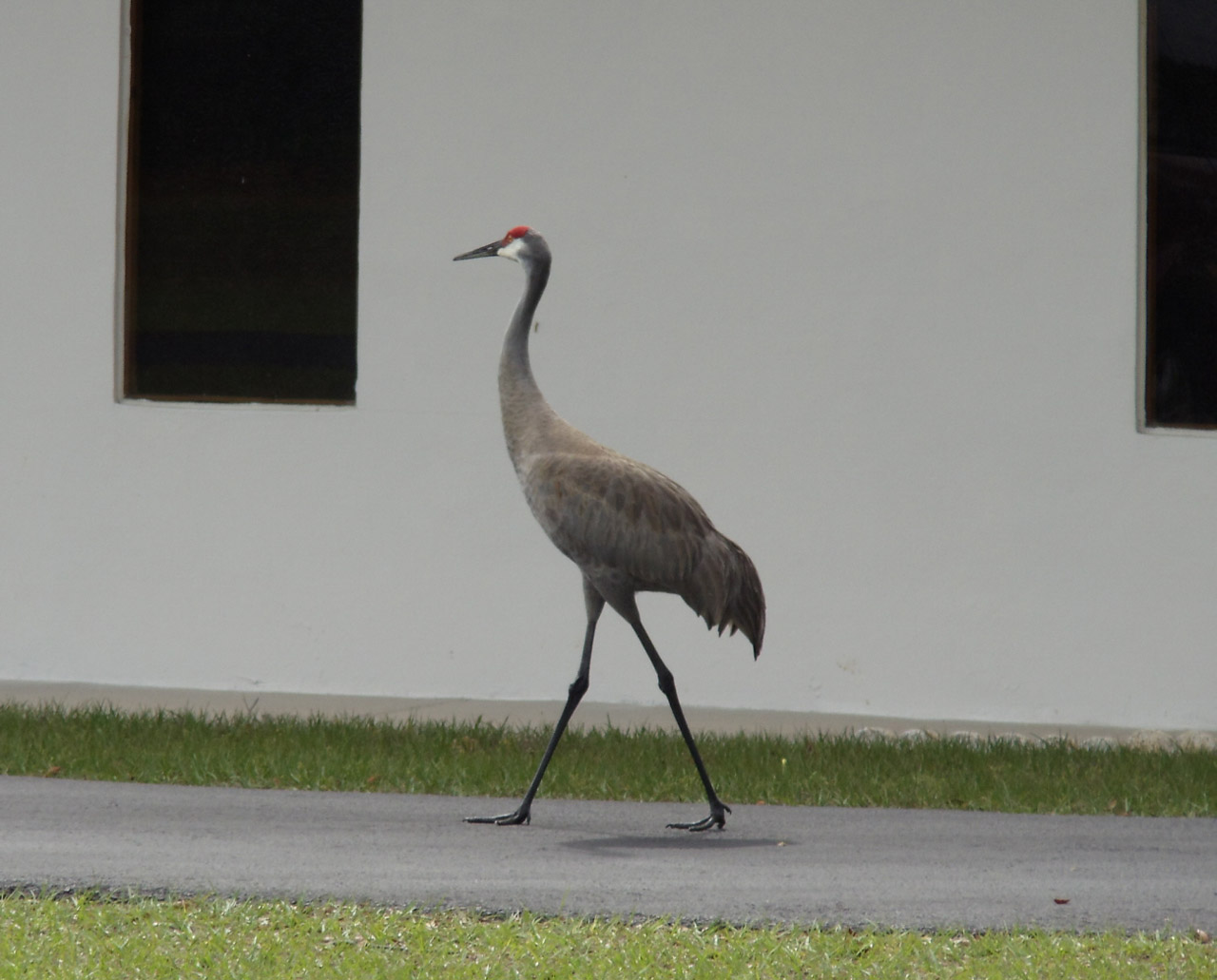A Sandhill Crane strolling along a driveway
