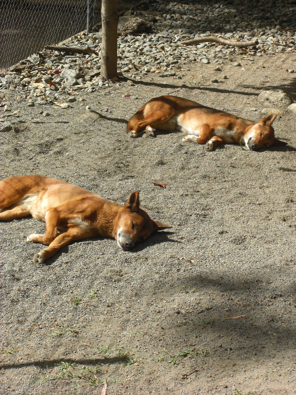 Sleeping Dingo