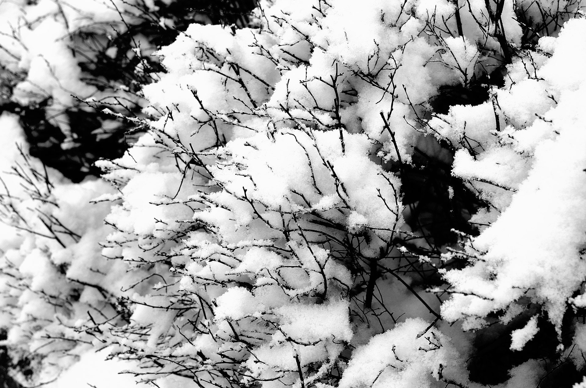 Snow And Branches