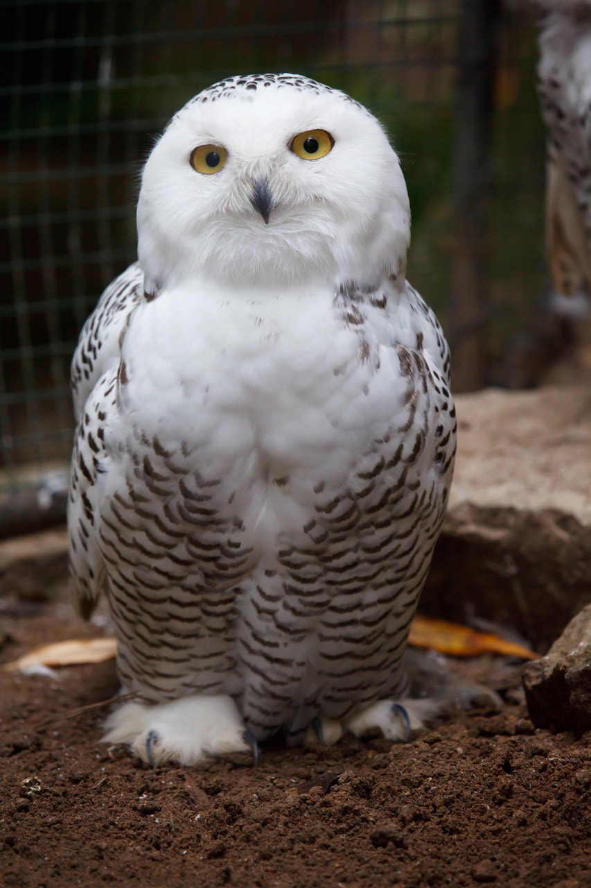 snowy owl in zoo