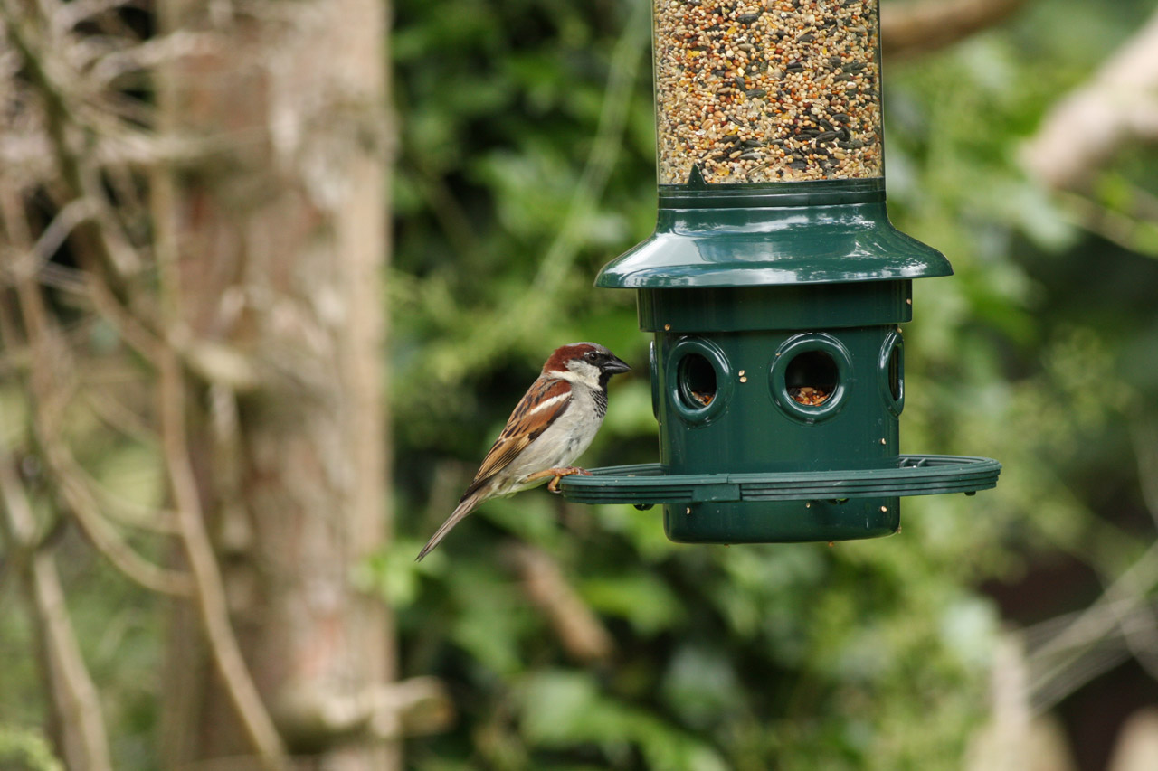 Sparrow At Bird Feeder