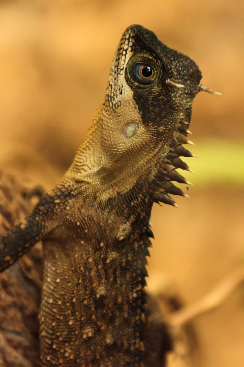Spiky Lizard