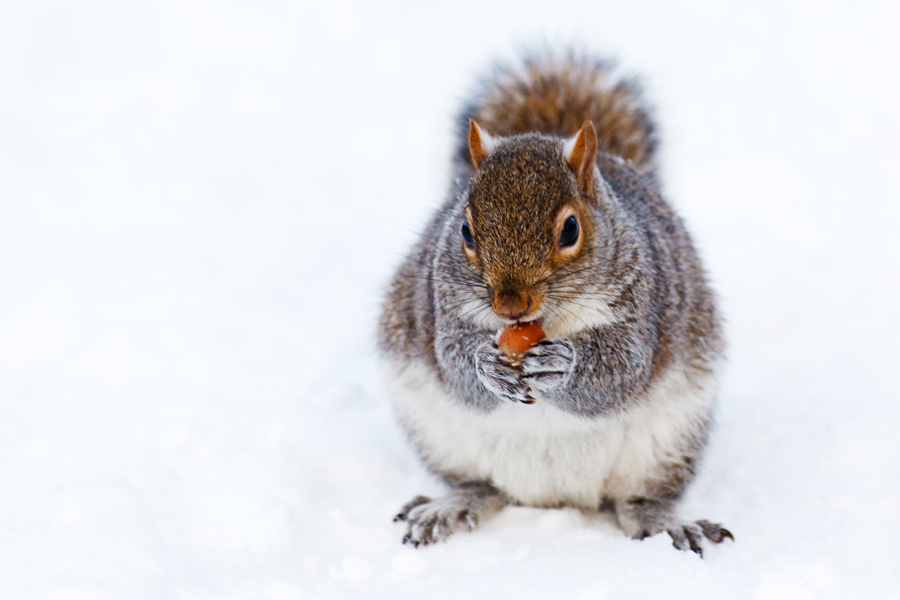 Squirrel In Snow